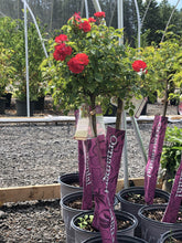 Load image into Gallery viewer, Standard Coral Drift Rose - Garden Centre - Nursery