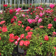 Load image into Gallery viewer, Standard Coral Drift Rose - Garden Centre - Nursery