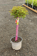 Load image into Gallery viewer, Standard Coral Drift Rose - Garden Centre - Nursery