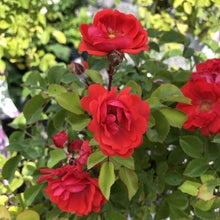 Load image into Gallery viewer, Standard Coral Drift Rose - Garden Centre - Nursery