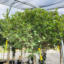 Load image into Gallery viewer, Standard Korean Lilac - Garden Centre - Nursery
