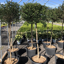 Load image into Gallery viewer, Standard Korean Lilac - Garden Centre - Nursery