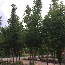 Load image into Gallery viewer, Sugar Maple - Garden Centre - Nursery