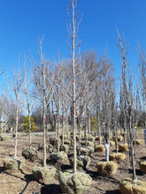 Load image into Gallery viewer, Sugar Maple - Garden Centre - Nursery