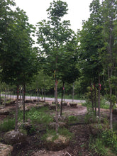 Load image into Gallery viewer, Sugar Maple - Garden Centre - Nursery