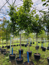 Load image into Gallery viewer, Sugar Maple - Garden Centre - Nursery