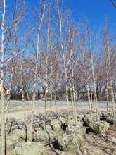 Load image into Gallery viewer, Sugar Maple - Garden Centre - Nursery