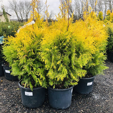 Load image into Gallery viewer, Sunkist Golden Cedar 052 - Garden Centre - Nursery