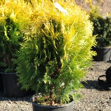 Load image into Gallery viewer, Sunkist Golden Cedar 052 - Garden Centre - Nursery