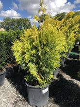 Load image into Gallery viewer, Sunkist Golden Cedar 052 - Garden Centre - Nursery