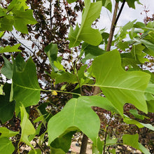 Load image into Gallery viewer, Tulip Tree - Garden Centre - Nursery