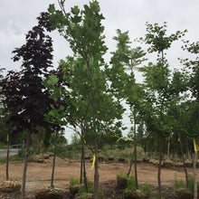 Load image into Gallery viewer, Tulip Tree - Garden Centre - Nursery
