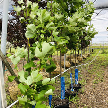 Load image into Gallery viewer, Tulip Tree - Garden Centre - Nursery
