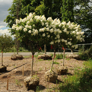 Standard Hydrangea, Vanilla Strawberry - Garden Centre - Nursery
