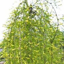 Load image into Gallery viewer, Standard Walker Weeping Peashrub 029 - Garden Centre - Nursery