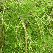 Load image into Gallery viewer, Standard Walker Weeping Peashrub 029 - Garden Centre - Nursery