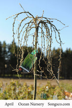 Load image into Gallery viewer, Standard Walker Weeping Peashrub 029 - Garden Centre - Nursery