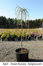 Load image into Gallery viewer, Standard Walker Weeping Peashrub 029 - Garden Centre - Nursery