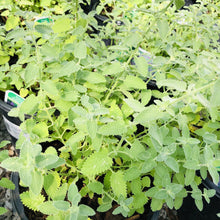 Load image into Gallery viewer, Catmint, Walker's Low - Garden Centre - Nursery