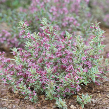 Load image into Gallery viewer, My Monet Purple Effect Weigela - Garden Centre - Nursery