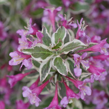 Load image into Gallery viewer, My Monet Purple Effect Weigela - Garden Centre - Nursery
