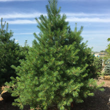Load image into Gallery viewer, White Pine - Garden Centre - Nursery