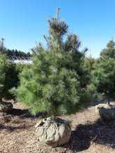 Load image into Gallery viewer, White Pine - Garden Centre - Nursery