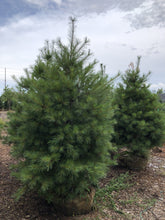 Load image into Gallery viewer, White Pine - Garden Centre - Nursery