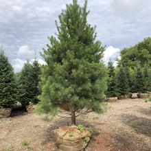 Load image into Gallery viewer, White Pine - Garden Centre - Nursery