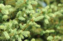 Load image into Gallery viewer, White Spruce - Garden Centre - Nursery