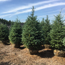 Load image into Gallery viewer, White Spruce - Garden Centre - Nursery