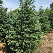 Load image into Gallery viewer, White Spruce - Garden Centre - Nursery