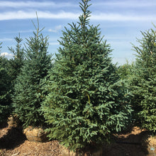 Load image into Gallery viewer, White Spruce - Garden Centre - Nursery