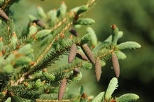 Load image into Gallery viewer, White Spruce - Garden Centre - Nursery