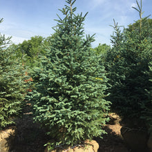 Load image into Gallery viewer, White Spruce - Garden Centre - Nursery