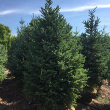 Load image into Gallery viewer, White Spruce - Garden Centre - Nursery