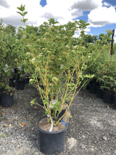 Load image into Gallery viewer, Buds Yellow Dogwood - Garden Centre - Nursery