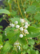 Load image into Gallery viewer, Buds Yellow Dogwood - Garden Centre - Nursery