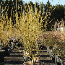Load image into Gallery viewer, Buds Yellow Dogwood - Garden Centre - Nursery