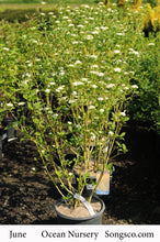 Load image into Gallery viewer, Buds Yellow Dogwood - Garden Centre - Nursery