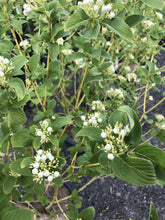 Load image into Gallery viewer, Buds Yellow Dogwood - Garden Centre - Nursery