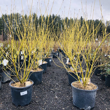 Load image into Gallery viewer, Buds Yellow Dogwood - Garden Centre - Nursery