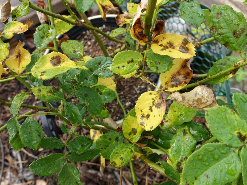 How to cure the brown spots on the leaves of my roses