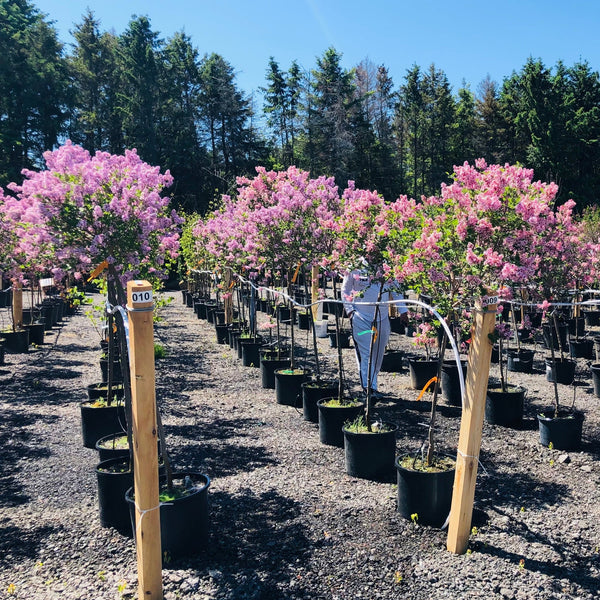 Top 7 Trees for Small Backyard