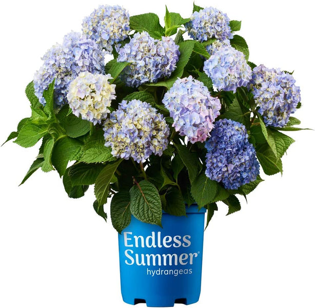 How do I change the color of Endless Summer hydrangea from pink to blue