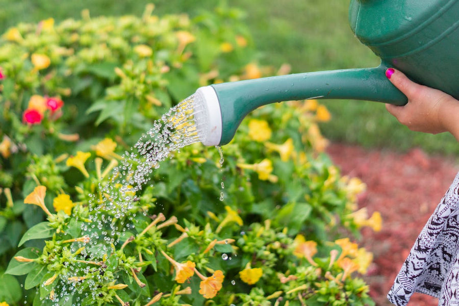 How often should I water my outdoor plants