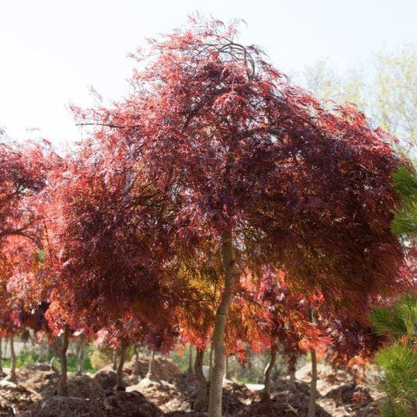 How to maintain Japanese maple trees