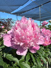 Load image into Gallery viewer, Garden Peony, Monsieur Jules Elie