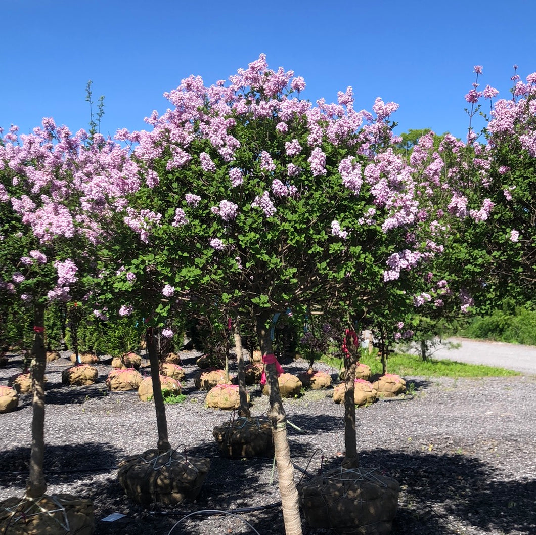 korean lavender tree Standard Korean Lilac 06/07 – Songsco.com