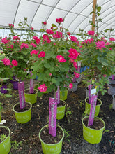 Load image into Gallery viewer, Standard Rose, Pink Double Knock Out